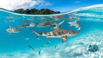 Juara ketiga kategori Up & Coming Underwater Photographer of The Year 2019 diraih Remuna - AS. Foto: Underwater Photographer of The Year