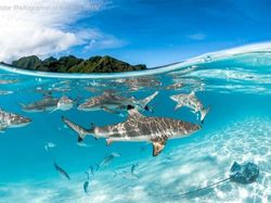 Karya Memukau Jawara Underwater Photographer of The Year 2019