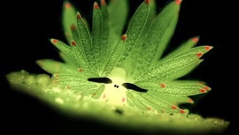 Juara kedua kategori Compact Underwater Photographer of The Year 2019 diraih ManBD - Malaysia. Foto: Underwater Photographer of The Year