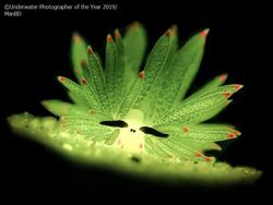 Karya Memukau Jawara Underwater Photographer of The Year 2019