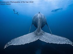 Karya Memukau Jawara Underwater Photographer of The Year 2019