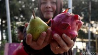 Ada pula sejumlah pedagang yang menjual beragam buah-buahan seperti buah naga, jeruk, dan buah pir.