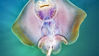 Pemenang kategori Portrait Underwater Photographer of The Year 2019 diraih  Nicholas Samaras - Yunani Foto: Underwater Photographer of The Year
