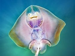 Karya Memukau Jawara Underwater Photographer of The Year 2019