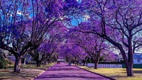 Kota Grafton di Queensland terkenal dengan Jacaranda Festival. Ini adalah pemandangan super cantik dari 2.000 pohon jacaranda yang berwarna ungu dan bermekaran di seluruh kota. Cantik banget! (@keykodesign)