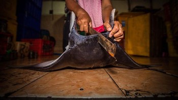 Juara kedua kategori Marine Conservation Underwater Photographer of The Year 2019 diraih  Joao Rodrogues Portugal.  Foto: Underwater Photographer of The Year