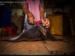 Karya Memukau Jawara Underwater Photographer of The Year 2019