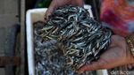Geliat Usaha Ikan Asin di Pulau Pramuka