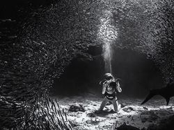 Karya Memukau Jawara Underwater Photographer of The Year 2019