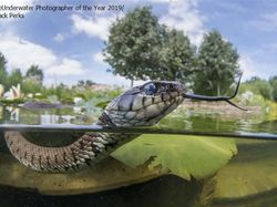 Karya Memukau Jawara Underwater Photographer of The Year 2019