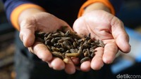 Nilai ekonomis dari ulat BSF atau yang biasa disebut maggot adalah menjadi pakan alternatif bagi peternak unggas dan ikan.