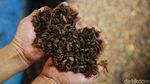 Maggot, Si Pengurai Sampah Pendulang Rupiah Maggot, Si Pengurai Sampah Pendulang Rupiah