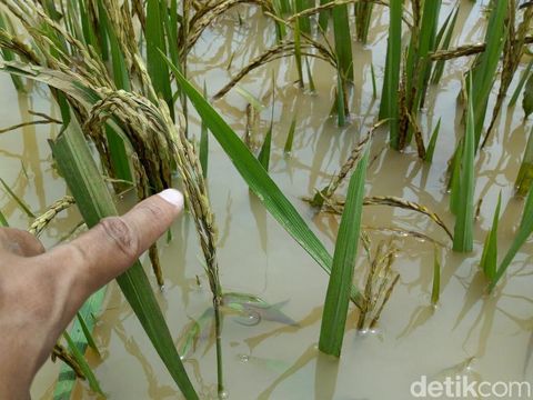 Puluhan Hektare Sawah Kebanjiran, Kerugian Diperkirakan Rp 100 Juta