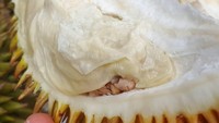 Singgah di Thailand, Mark tak melewatkan durian lezat di negara ini. Lihat saja aksinya ketika memamerkan daging buah durian matang ini. Foto: instagram @migrationology