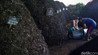 Namun yang memperolah pupuk ini adalah khusus warga yang telah memilah sampah organik untuk UPS tersebut.