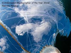 Karya Memukau Jawara Underwater Photographer of The Year 2019