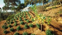 Unik dan cantik ya rumahnya! Enric Ruiz-Geli/Inhabitat.