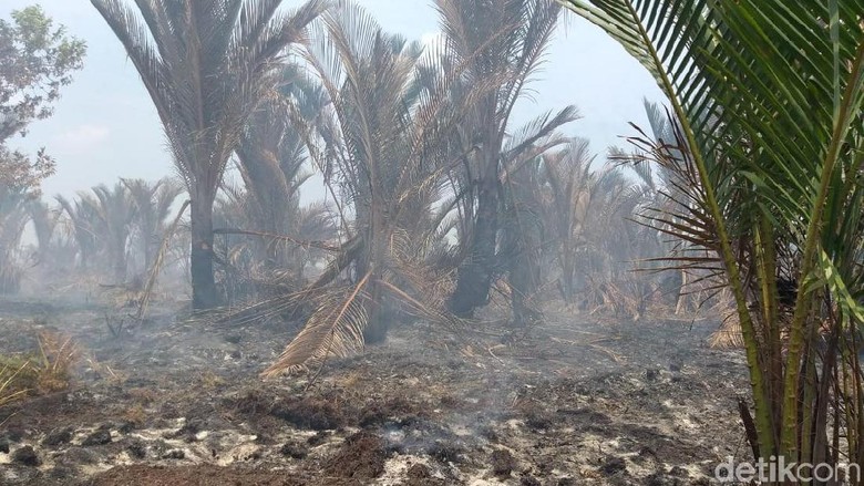 Kebakaran Lahan di Meranti Riau, Jarak Pandang Masih Normal Kebakaran Lahan di Meranti Riau, Jarak Pandang Masih Normal