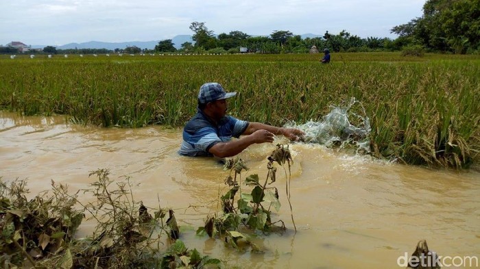 Sebab Akibat Banjir Gagal Panen Dampak Banjir  Petani Ponorogo akan Dapat 