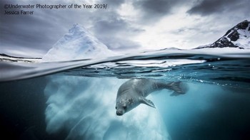 Juara kedua Wide Angle Underwater Photographer of The Year 2019 diraih Jessica Farrer dari AS. Foto: Underwater Photographer of The Year
