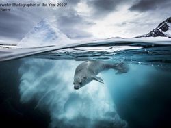 Karya Memukau Jawara Underwater Photographer of The Year 2019