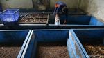 Maggot, Si Pengurai Sampah Pendulang Rupiah Maggot, Si Pengurai Sampah Pendulang Rupiah
