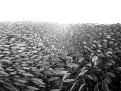 Karya Memukau Jawara Underwater Photographer of The Year 2019