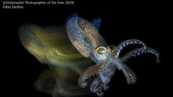 Pemenang Macro Underwater Photographer of The Year 2019 diraih diraih Fabio Iardino - Italia. Foto: Underwater Photographer of The Year