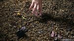 Maggot, Si Pengurai Sampah Pendulang Rupiah