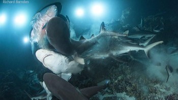 British Underwater Photographer of The Year 2019 diraih Richard Barnden - Inggris. Foto: Underwater Photographer of The Year