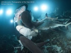 Karya Memukau Jawara Underwater Photographer of The Year 2019