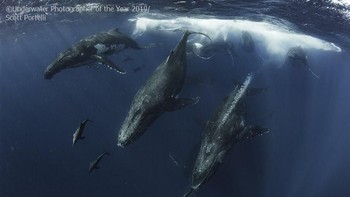 Juara kedua kategori Behaviour Underwater Photographer of The Year 2019 diraih  karya Scott Portelli - Australia. Foto: Underwater Photographer of The Year