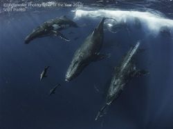 Karya Memukau Jawara Underwater Photographer of The Year 2019