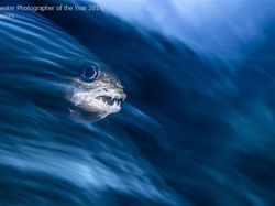 Karya Memukau Jawara Underwater Photographer of The Year 2019