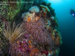 Karya Memukau Jawara Underwater Photographer of The Year 2019