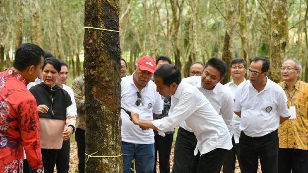 Harga Karet Turun, Jokowi Minta Daerah Jadi Campuran Aspal