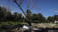 Sebuah pohon tua tumbuh di tengah TPU.