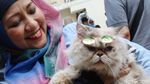 Bandi Pemenang Lomba Mirip Bobby, Kucing Milik Prabowo