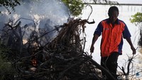 Akar dan ranting pohon yang telah mati dibakar di tepi pantai.
