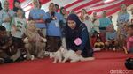 Bikin Gemes, Si Meong Fashion Show Mirip Bobby The Cat Milik Prabowo