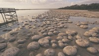 Kota Mandurah menawarkan tur dengan kapal pesiar di sini untuk menyusuri kanal-kanalnya. Yang membuat kota ini terkenal adalah lumba-lumbanya (Tourism Western Australia)