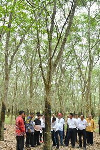 Petani Karet yang Tinggal Menunggu 'Mati'