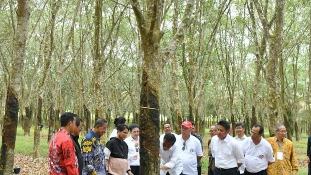 Harga Karet Turun, Jokowi Minta Daerah Jadi Campuran Aspal