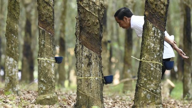 Jokowi Pamer 5 Jurus Kerek Harga Karet di Depan Petani Sumsel