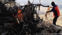 Seorang petugas kebersihan membakar ranting pohon di kawasan pantai Pulau Karya, Kepulauan Seribu, Selasa (19/2).