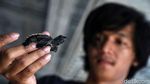 Melihat Penangkaran Penyu di Pulau Harapan