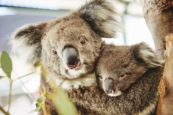 Koala yang lucu juga merupakan hewan khas Australia yang bisa dilihat di Caversham Wildlife Park. Tempat ini buka sepanjang tahun (Tourism Western Australia) Koala yang lucu juga merupakan hewan khas Australia yang bisa dilihat di Caversham Wildlife Park. Tempat ini buka sepanjang tahun (Tourism Western Australia)