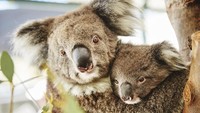 Koala yang lucu juga merupakan hewan khas Australia yang bisa dilihat di Caversham Wildlife Park. Tempat ini buka sepanjang tahun (Tourism Western Australia)