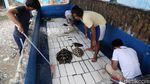 Melihat Penangkaran Penyu di Pulau Harapan