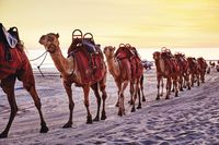 Hewan Khas Australia Barat, Bunga dan Tempat Untuk Melihatnya